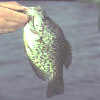 Crappie Fever